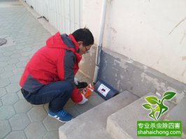 老鼠怎么殺？滅鼠公司有辦法